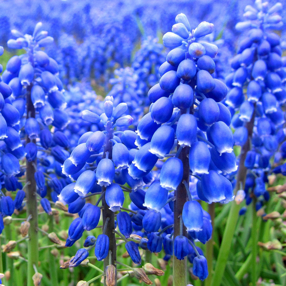 ぶどうのような青紫の花が特徴のムスカリ 知って得する お花や観葉植物を贈る時の役立つアレコレ情報 ビジネスフラワー