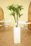 造花アート 観葉植物Lサイズ　ドラセナ※白角鉢