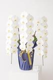 豪華胡蝶蘭3本立（白）　2万円コース（39～42輪程度）