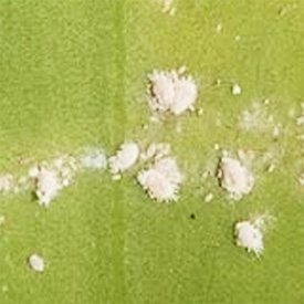 胡蝶蘭に発生する害虫や駆除方法と胡蝶蘭の病気の対処方法について
