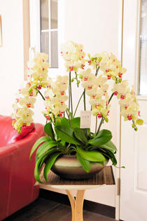 胡蝶蘭(中大輪)