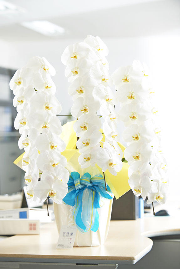 祝い花と供花の販売 ネットの花屋 ビジネスフラワー こだわりラッピング サマースカイ 胡蝶蘭 3本立 白 3万円コース