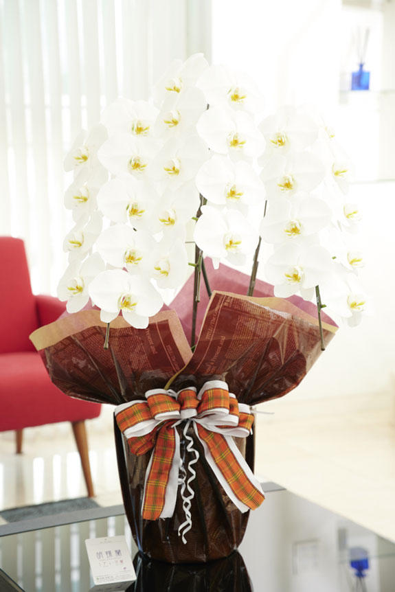 祝い花と供花の販売 ネットの花屋 ビジネスフラワー こだわりラッピング ショコラショコラ 胡蝶蘭 3本立 白 1 2万円コース