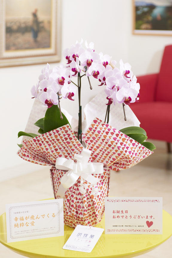 祝い花と供花の販売 ネットの花屋 ビジネスフラワー メッセージカードとラッピングの融合デザイン 胡蝶蘭ミディ ライブ リーラッピング スプリングハート 3本立 リップ 花言葉カード付