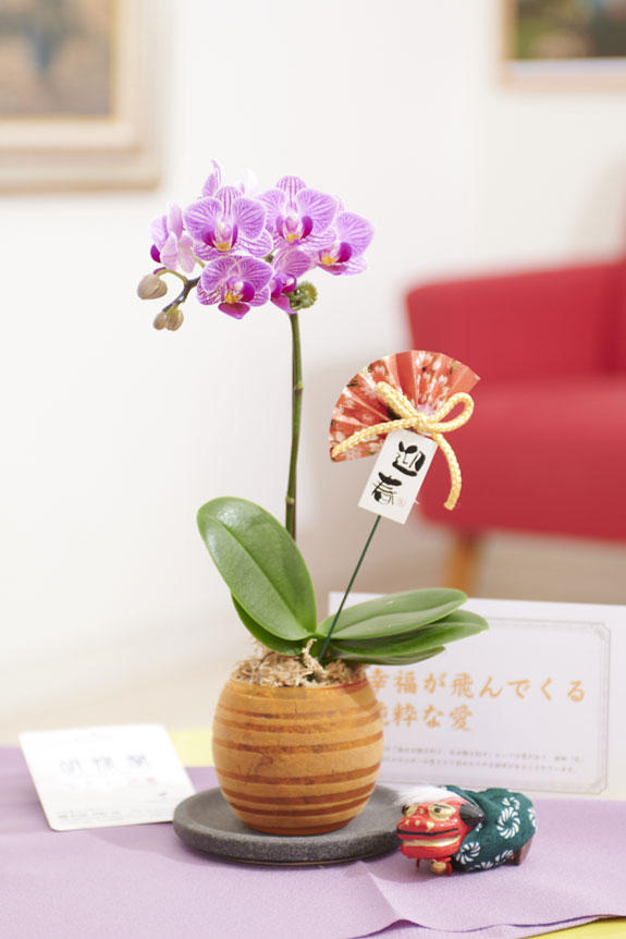 祝い花と供花の販売 ネットの花屋 ビジネスフラワー 迎春 正月用 胡蝶蘭ミディ カララ 豆蘭ガラス 黄色 風呂敷 チャーム 花言葉カード付