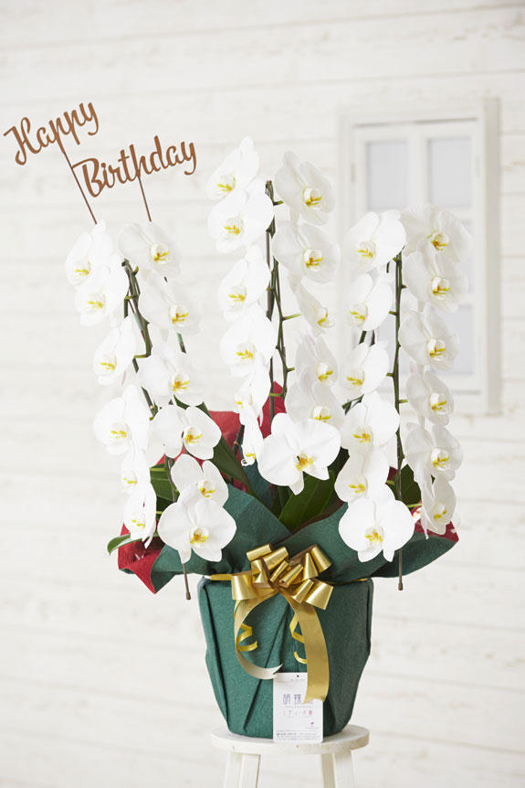 祝い花と供花の販売 ネットの花屋 ビジネスフラワー 3d立体メッセージ札 Happy Birthday 文字型 付 豪華胡蝶蘭3本立 白 2万円コース規格 36輪以上
