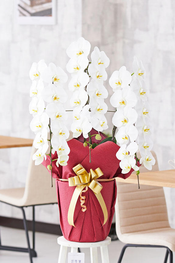 祝い花と供花の販売 ネットの花屋 ビジネスフラワー 豪華胡蝶蘭3本立 白 2万円コース 36輪程度