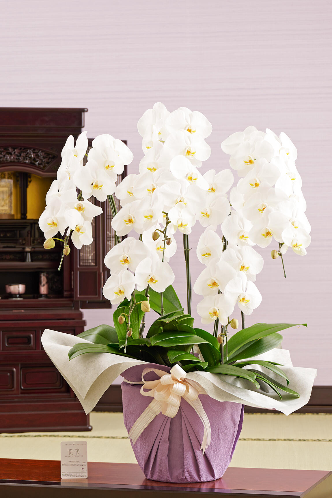 フューネラル胡蝶蘭5本立 白 3万円コース 50 55輪程度 祝い花と供花の販売 ネットの花屋 ビジネスフラワー